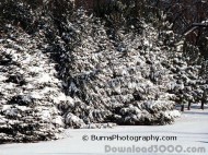 Wisconsin Snowscapes Screensaver screenshot